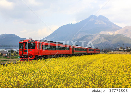菜の花と列車 57771308