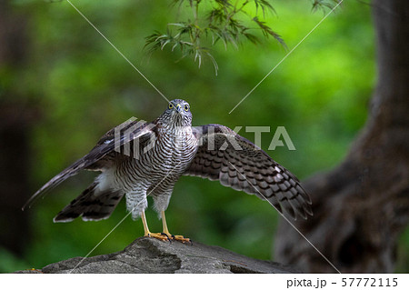 ハイタカの幼鳥 57772115