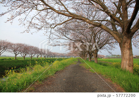 草場川の桜並木 57772200