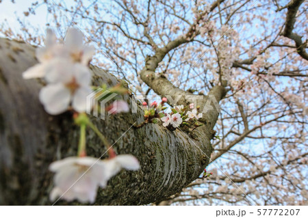 草場川の桜並木 草場川の桜並木 57772207