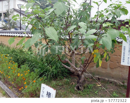 コウゾの木 コウゾの木 57772322