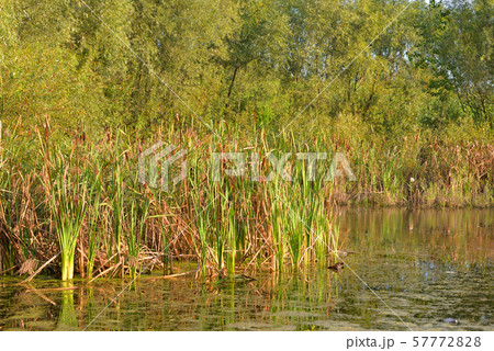Sedge on the banks of a small river. 57772828