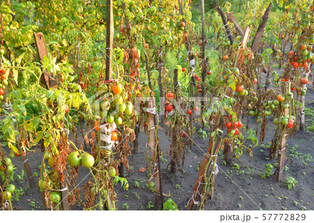 Tomatoes grow on a tomato bushes. Tomatoes grow on a tomato bushes. 57772829