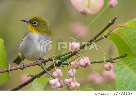 秋のメジロ 秋のメジロ 57773157