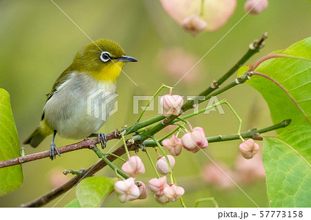 秋のメジロ 秋のメジロ 57773158