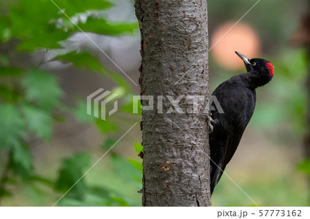 秋のクマゲラ 57773162