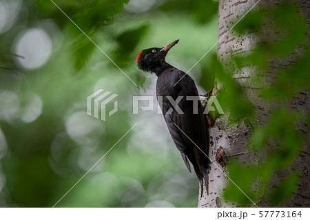 秋のクマゲラ 57773164