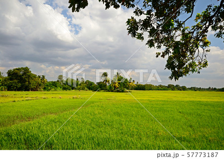 Panoramic view of central Sri Lanka plain 57773187