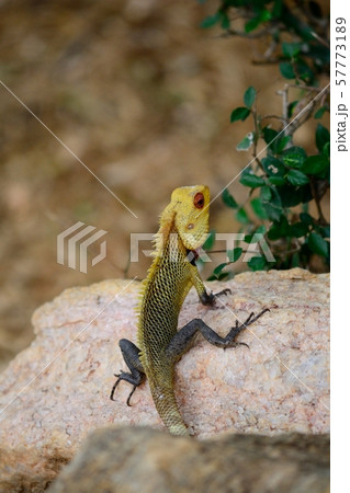 Colorful iguana on a stone, Sri Lanka Colorful iguana on a stone, Sri Lanka 57773189