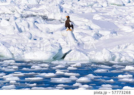 大鷲 大鷲 57773268