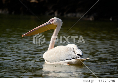 Pelican swimming on african lake 57773296