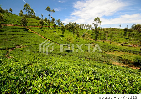 Tea plantation Tea plantation 57773319