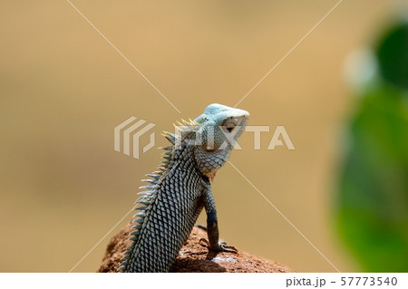 Iguana, Yala National Park, Sri Lanka Iguana, Yala National Park, Sri Lanka 57773540