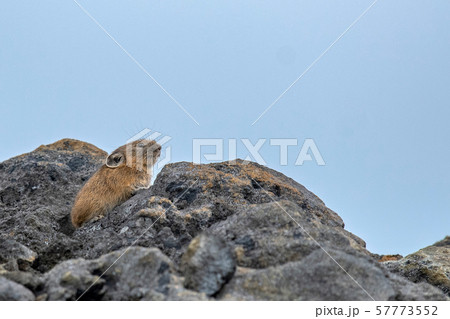 夏のナキウサギ 夏のナキウサギ 57773552
