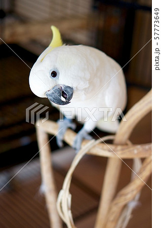 オウム 白 Parrot インコ コカトゥー カメラ目線 白い鳥 かわいい オウム 白 Parrot インコ コカトゥー カメラ目線 白い鳥 かわいい 57773649