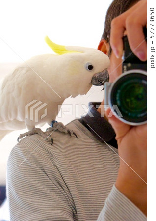 オウム 白 Parrot インコ コカトゥー カメラ目線 白い鳥 かわいいの写真素材