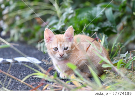 猫・野良猫・茶トラ・子猫・九月 57774189