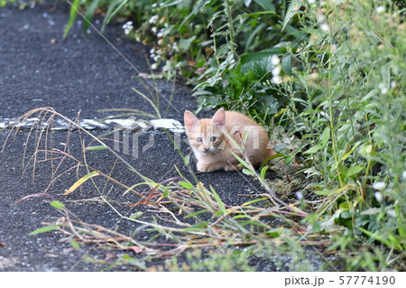 猫・野良猫・茶トラ・子猫・九月 57774190