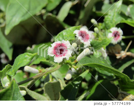 ヘクソカズラと言う酷い名前の花 57774199