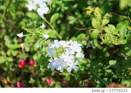 フロックスの花の写真素材