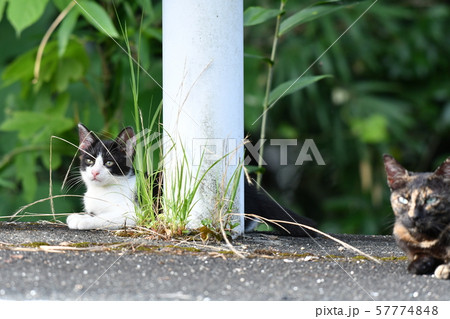 猫・野良猫・親子・錆柄・さびちゃん・子猫・モモちゃん・くつろぐ 57774848
