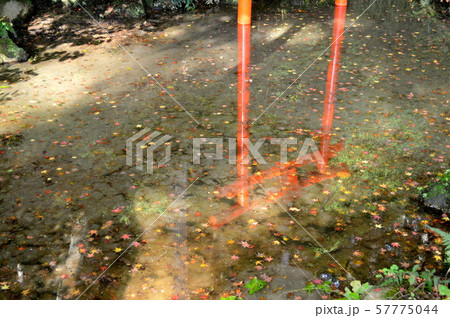 日本・九州佐賀大興善寺の紅葉 日本・九州佐賀大興善寺の紅葉 57775044