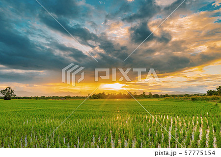 Natural scenic beautiful sunset and rice field 57775154