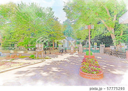 北海道の夏 北海道大学 植物園 57775293