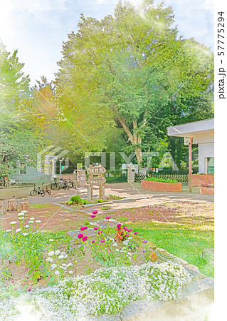 北海道の夏 北海道大学 植物園 北海道の夏 北海道大学 植物園 57775294