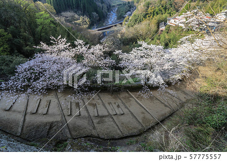 桜の岡城跡 57775557