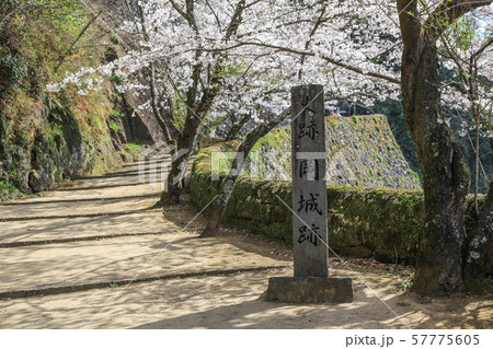 桜の岡城跡 57775605