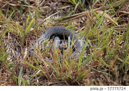 wild snake dry grass background wild snake dry grass background 57775724