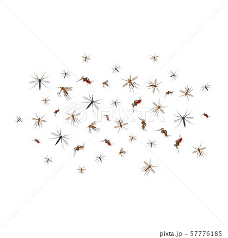 Cartoon Color Different Mosquito Flock Icon Set. Vector 57776185