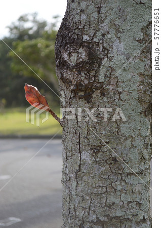 幹から直接生えていた枯れ葉 57776651