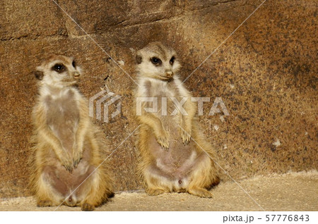 動物園 休憩中のミーアキャット 癒し の写真素材