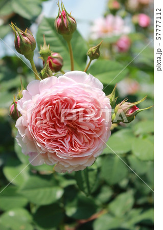 バラ ウィリアムモーリスの写真素材