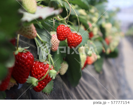 イチゴ 57777154