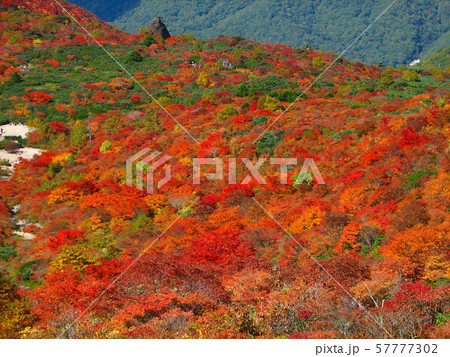 色鮮やかな紅葉のイメージ【栃木・那須 姥ヶ平】 57777302
