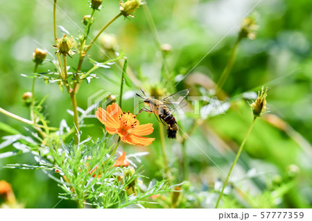 オオスカシバ 57777359