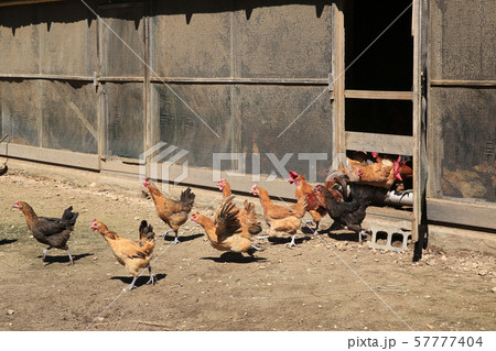 鶏 鶏小屋 農場 57777404