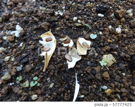 莢から出した出したねむの木の種 57777425