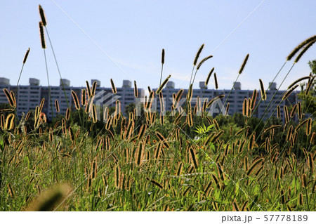 トレイル ススキ 葦 57778189