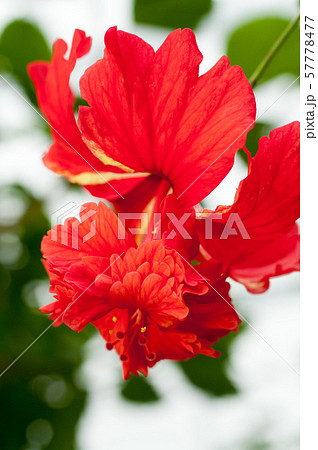 ハイビスカス 57778477