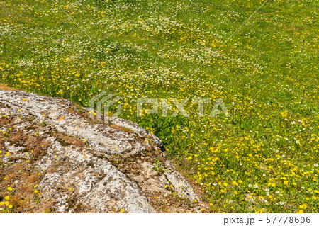 Field of wild flowers with Rock Field of wild flowers with Rock 57778606