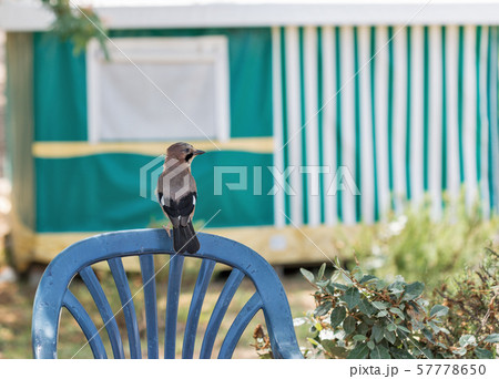 Jay bird sitting on chair back outdoor Jay bird sitting on chair back outdoor 57778650