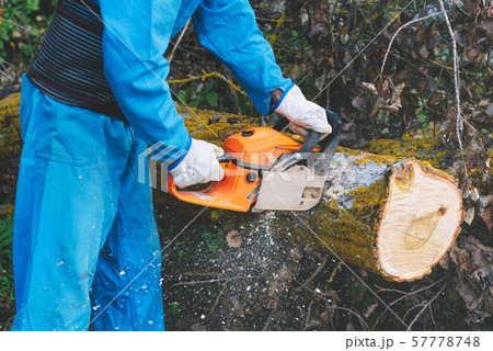 Close up of a lumberjack cutting old wood with a chainsaw. Close up of a lumberjack cutting old wood with a chainsaw. 57778748
