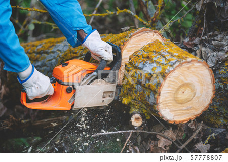 Close up of a lumberjack cutting old wood with a chainsaw. Close up of a lumberjack cutting old wood with a chainsaw. 57778807