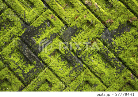 苔の背景素材　積みブロックに生えた苔 57779441