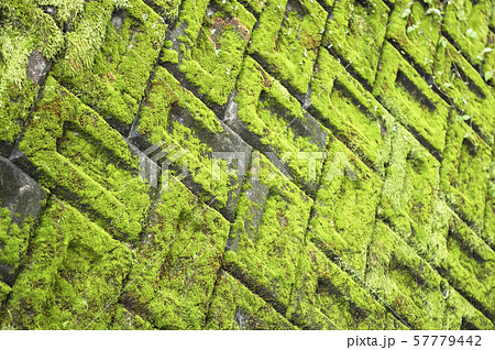 苔の背景素材　積みブロックに生えた苔 57779442