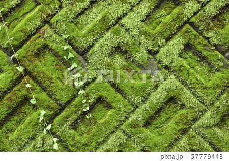 苔の背景素材 積みブロックに生えた苔 苔の背景素材 積みブロックに生えた苔 57779443